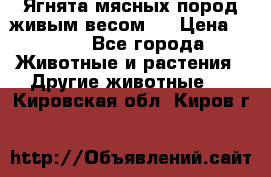 Ягнята мясных пород живым весом.  › Цена ­ 125 - Все города Животные и растения » Другие животные   . Кировская обл.,Киров г.